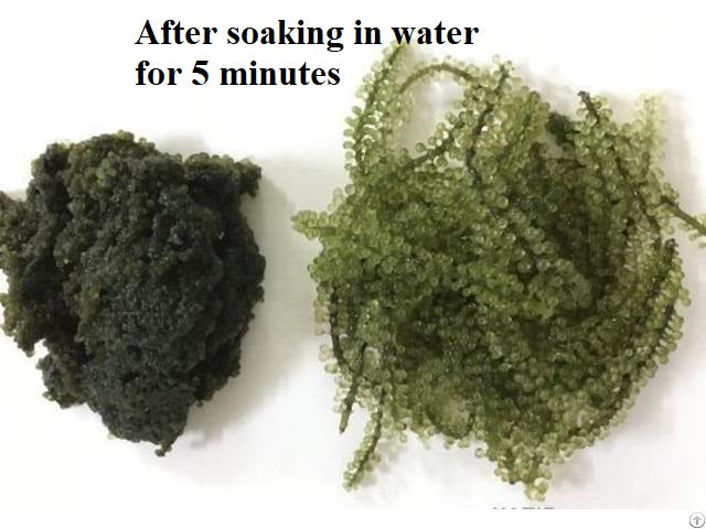 YEAHGOSHOPPING ORGANIC DRIED SEA GRAPES / SEAWEED / DEHYDRATED CAULERPA LENTILLIFERA 100% NATURAL (100gram/ 3.52 Oz)