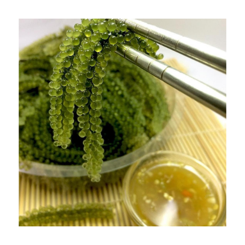 YEAHGOSHOPPING ORGANIC DRIED SEA GRAPES / SEAWEED / DEHYDRATED CAULERPA LENTILLIFERA 100% NATURAL (100gram/ 3.52 Oz)