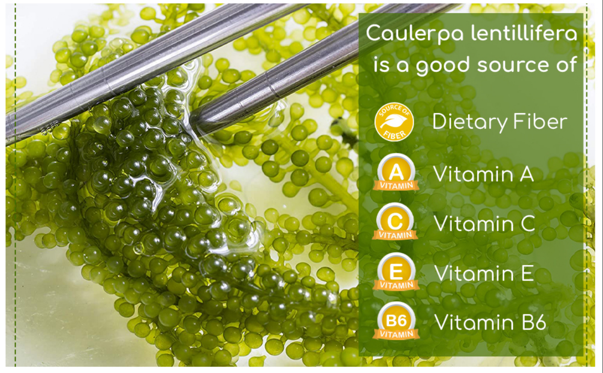 YEAHGOSHOPPING DRIED SEA GRAPES / DEHYDRATED CAULERPA LENTILLIFERA (100gram/ 3.52 Oz)