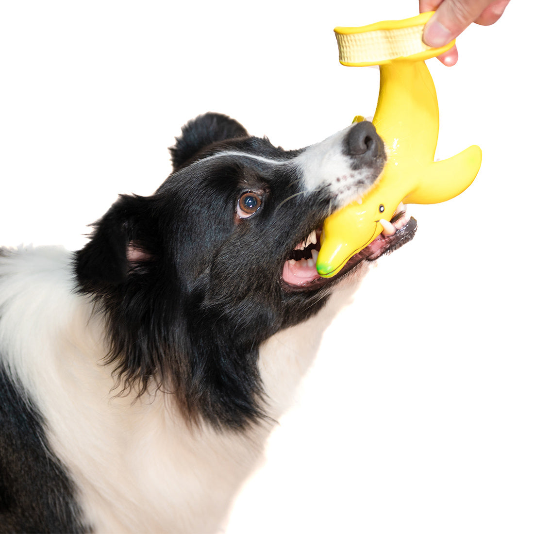 Squeak Latex Dog Toys Large, Medium and Small Dogs Indestructible Chewing Dog Toys Creative Modeling Dog Toys Pet Bites Resistant Toys