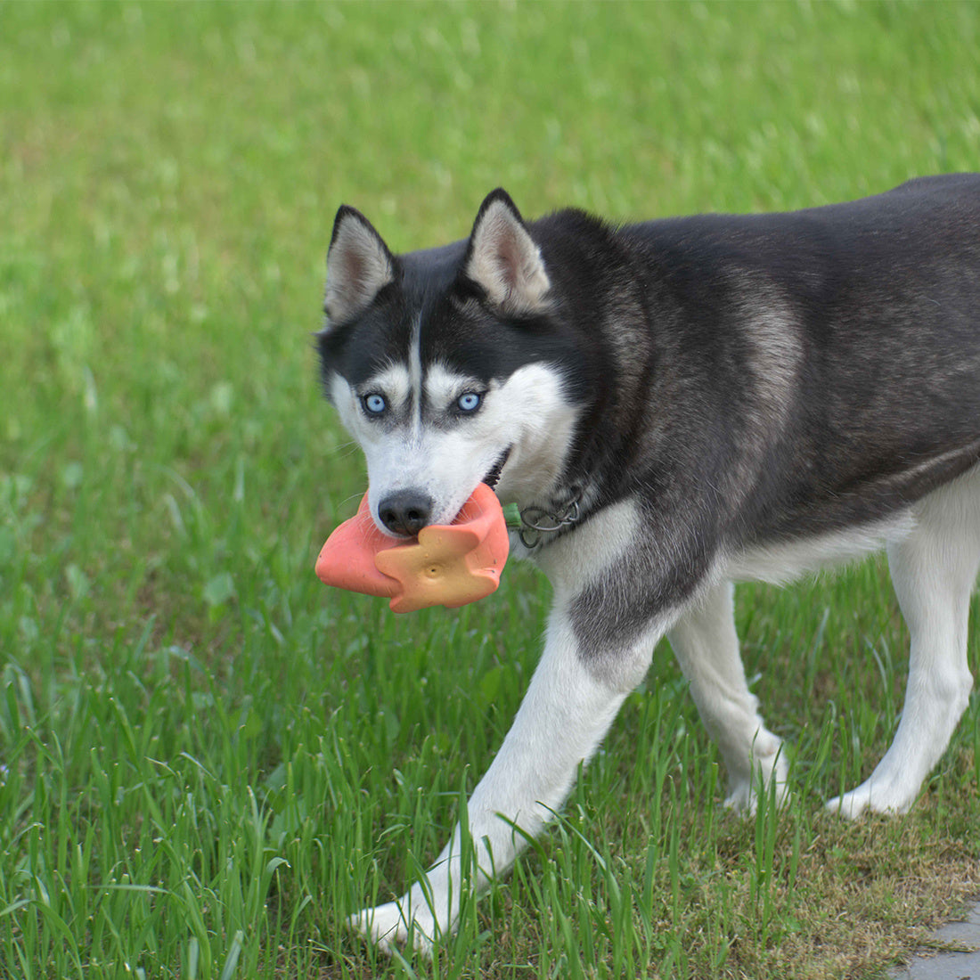 Squeak Latex Dog Toys Large, Medium and Small Dogs Indestructible Chewing Dog Toys Creative Modeling Dog Toys Pet Bites Resistant Toys