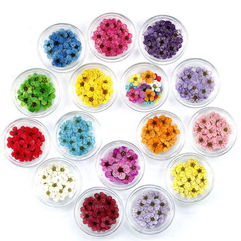 1 Box 20pcs Real Touch Dried Flower DIY Nail Art Decoration Jewelry Materials Small Plum for Wedding Party Supplies Random Color