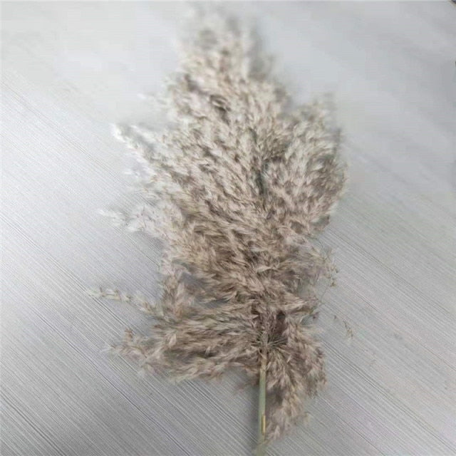 Dried Pampas Grass Decor Fluffy Tall 20-22'' Wedding Flowers Arrangement Natural Bouquet For Home Christmas Decorations Vase