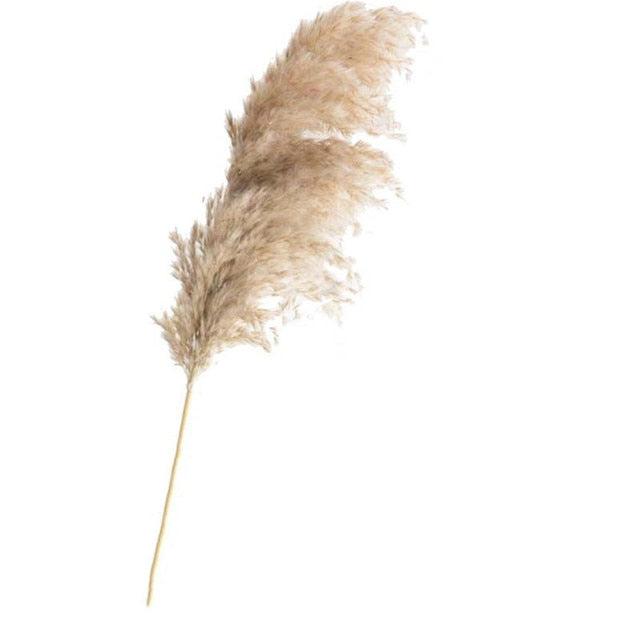 Dried Pampas Grass Decor Fluffy Tall 20-22'' Wedding Flowers Arrangement Natural Bouquet For Home Christmas Decorations Vase